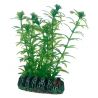 Hobby plante Lagarosiphon HOBBY  Plantes