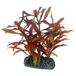 Hobby plante Nesaea HOBBY  Plantes