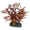 Hobby plante Nesaea HOBBY  Plantes