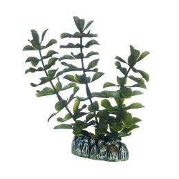 Hobby plante Bacopa HOBBY  Plantes