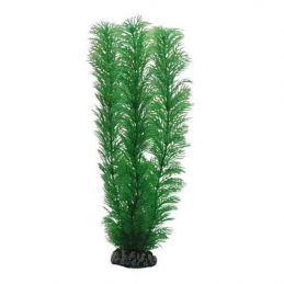 Hobby plante Egeria HOBBY  Plantes