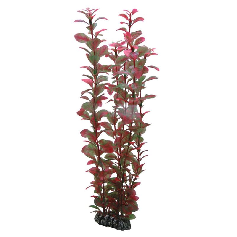 Hobby Ludwigia HOBBY  Décoration