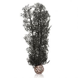 Oase Corail noir OASE  Plantes