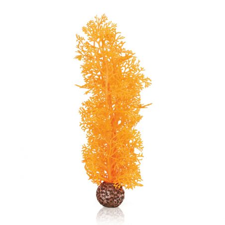 Oase Corail orange OASE  Plantes