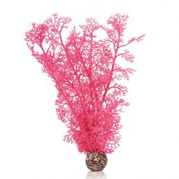Oase Corail rose OASE  Plantes