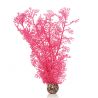 Oase Corail rose OASE  Plantes