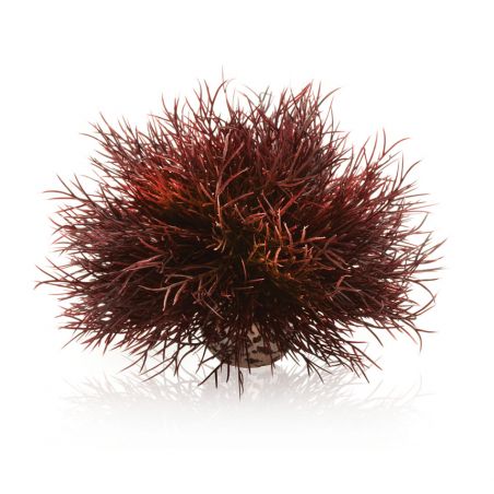Oase plante Lys de mer OASE  Plantes