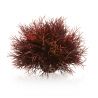 Oase plante Lys de mer OASE  Plantes