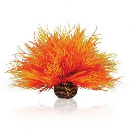 Oase plante Lys de mer OASE  Plantes