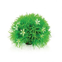 Oase plante boule OASE  Plantes