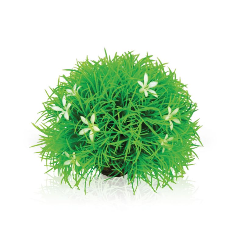 Oase plante boule OASE  Plantes