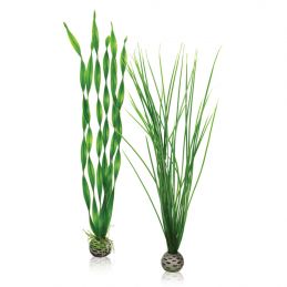 Oase Set plantes vertes OASE  Plantes