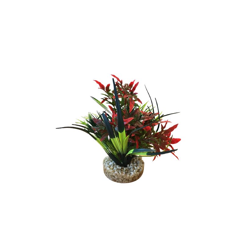 Plantes AquaPlants Sydeco  3502733801543 Plantes